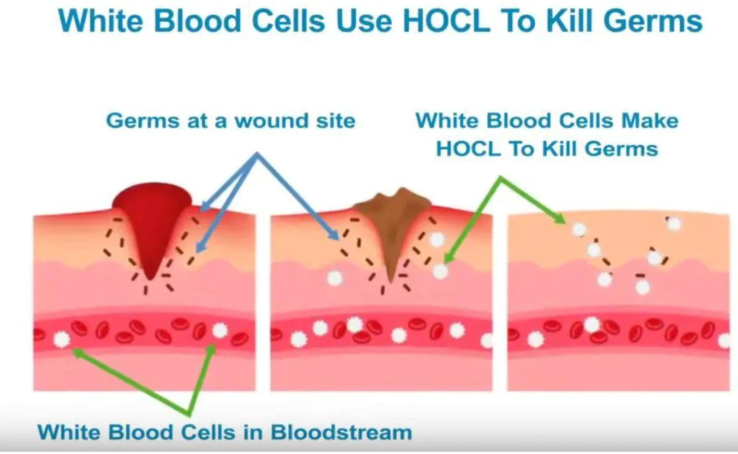 Blood and HOCl